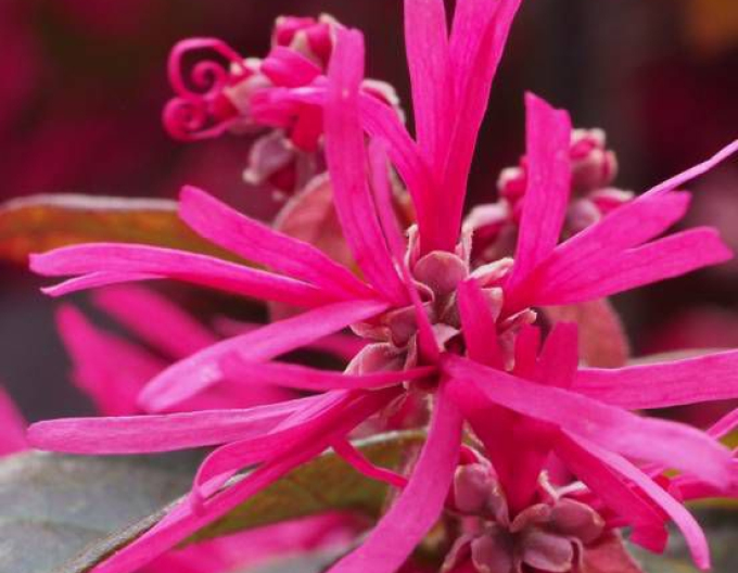 Loropetalum chinezesc ´Pipa´s roșu´