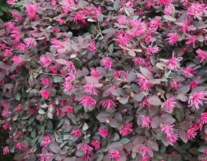 Loropetalum chinezesc ´Pipa´s roșu´