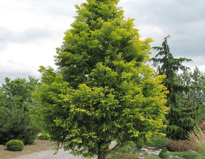 Metasequoia chineză "Goana după aur