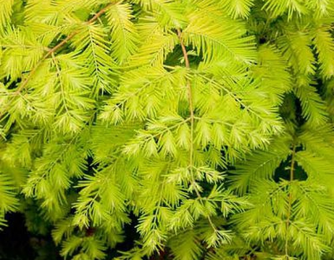 Metasequoia chineză "Goana după aur