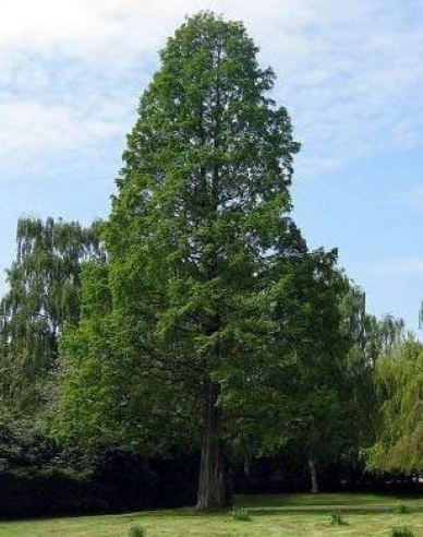 Metasequoia chineză