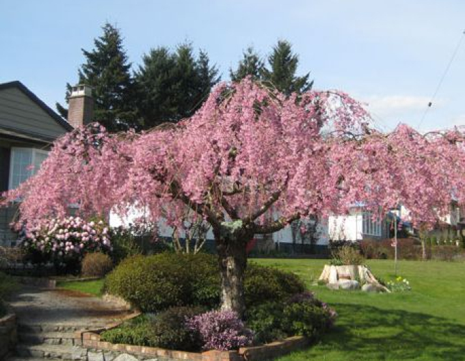 Cireșe ´Pendula´
