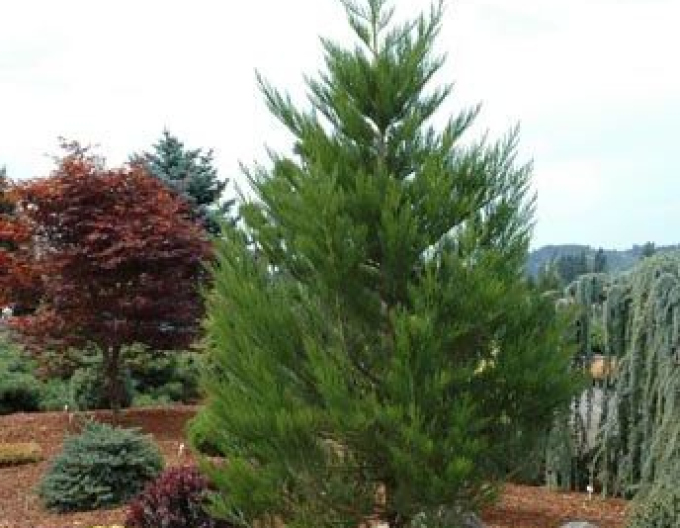 Mammoth Sequoia ´Greenpeace´