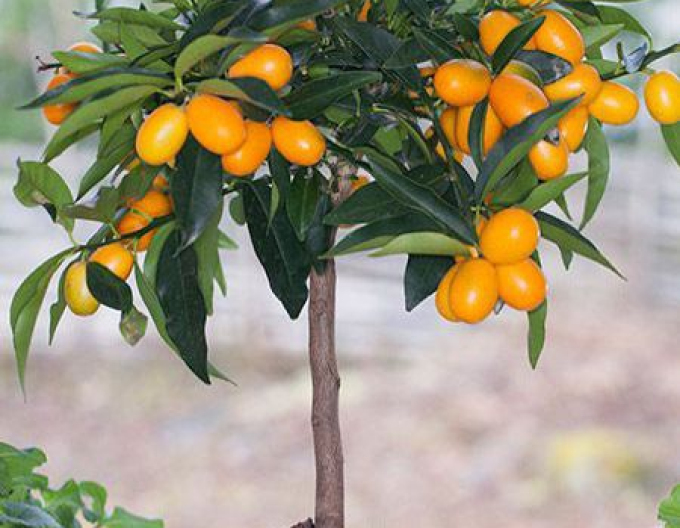 Arbore de lămâie Kumquat