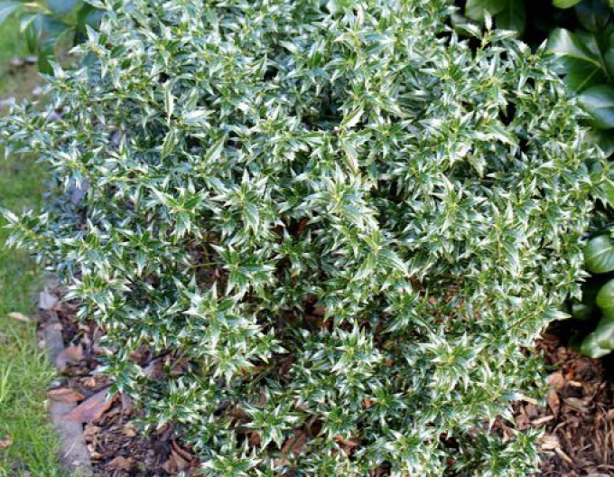 Ilex ´Myrtifolia´