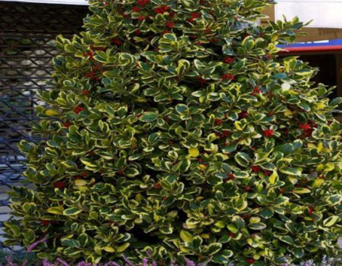 Ilex țepos ´Golden King´