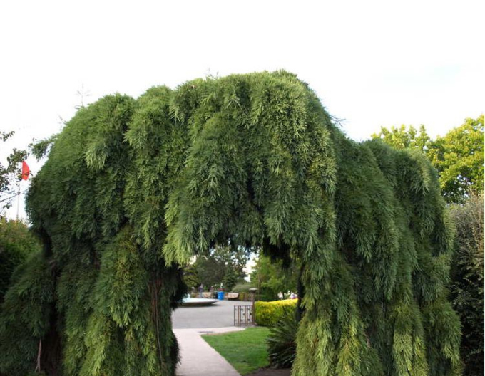Sequoia mamut ´Pendulum´