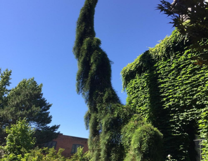 Sequoia mamut ´Pendulum´
