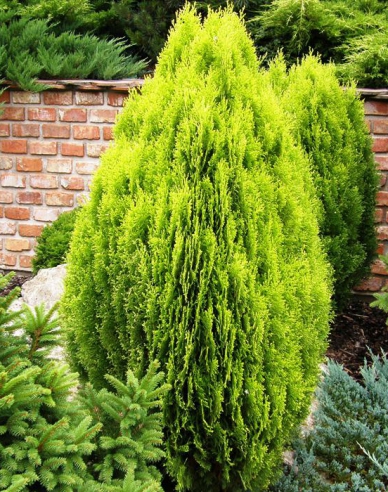 Thuja de est Aurea Nana