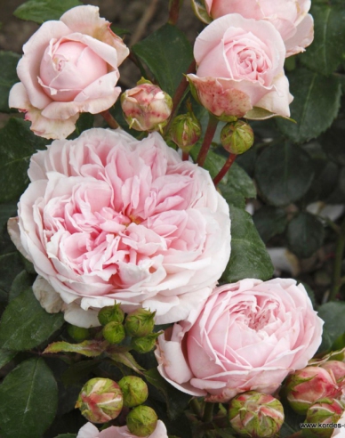 Trandafir Cinderella