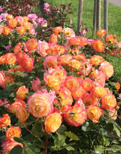 Trandafir Gartenspass