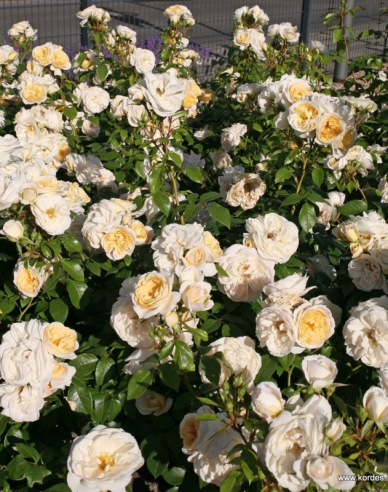 Trandafir Cosmos