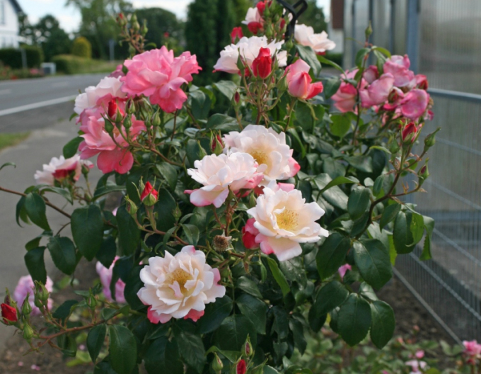 Trandafir Roseromantic