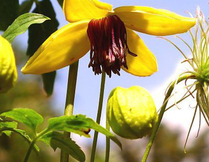 Clematis tanguta ´Golden Tiara´