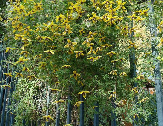 Clematis tanguta ´Golden Tiara´