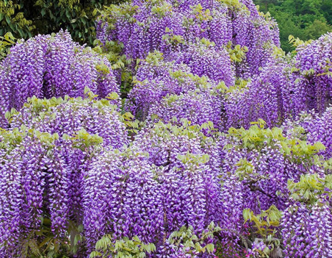 Wisteria chineză Boskoop