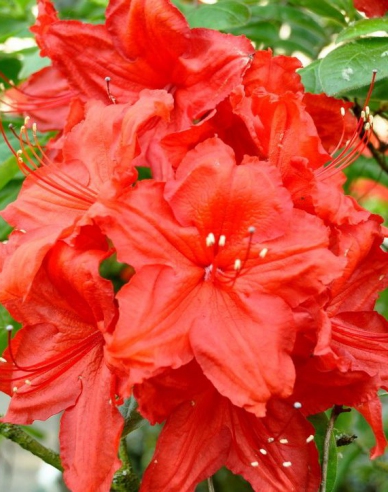 Azalea Feuerwerk
