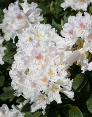 Rhododendron Cunninghams White