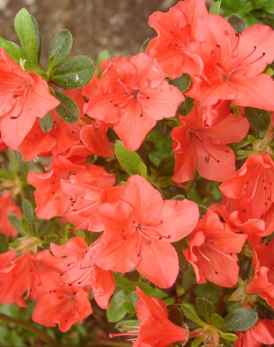 Azalea japonica Geisha Orange