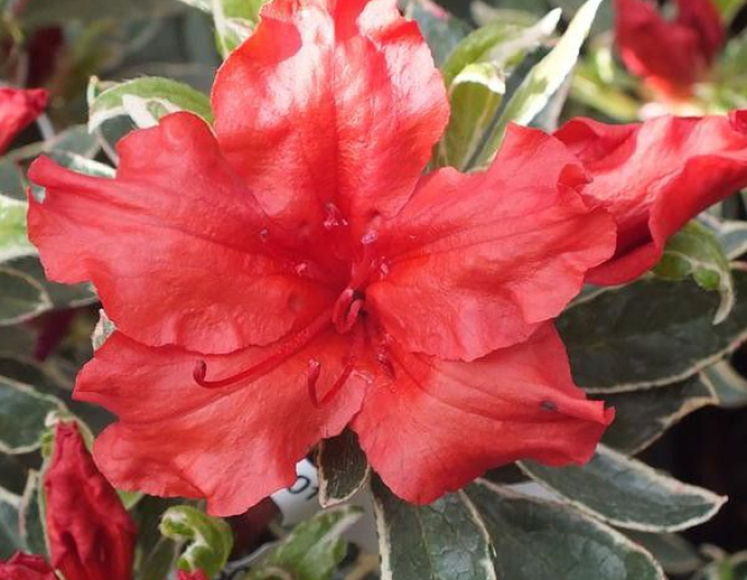 Azalea japonica Hot Shot Variegated