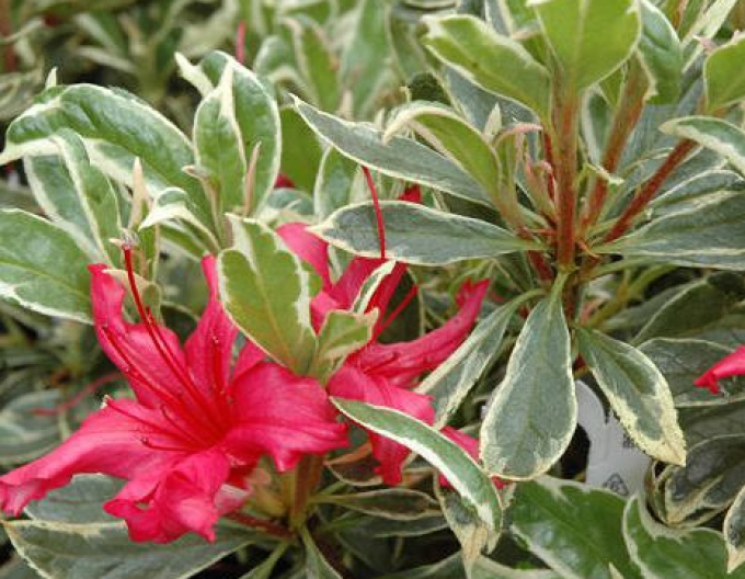 Azalea japonica Hot Shot Variegated