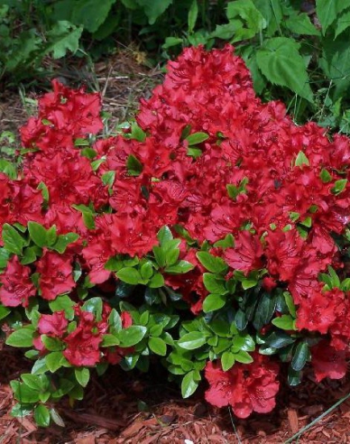Azalea japonica Hot Shot