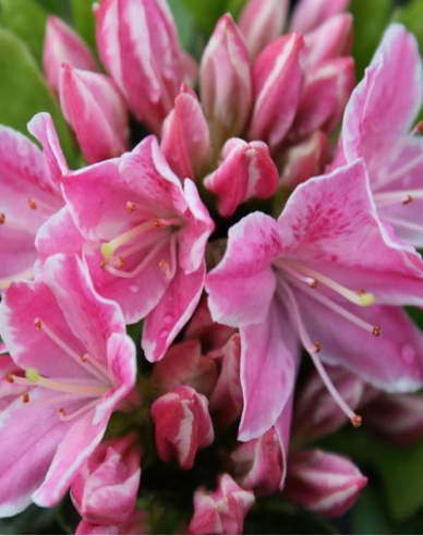 Azalea japonica Kermesina rose