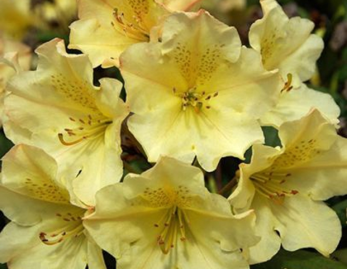 Rhododendron "Profesor Scholz
