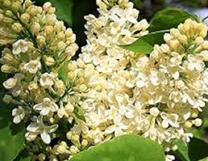 Liliac Primrose
