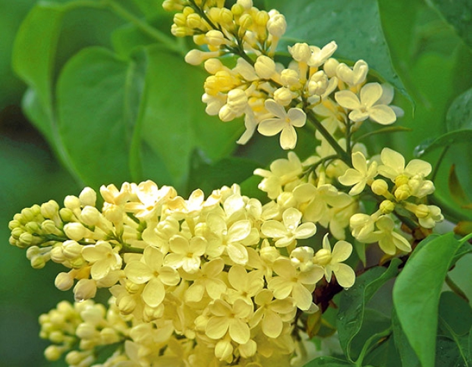 Liliac Primrose
