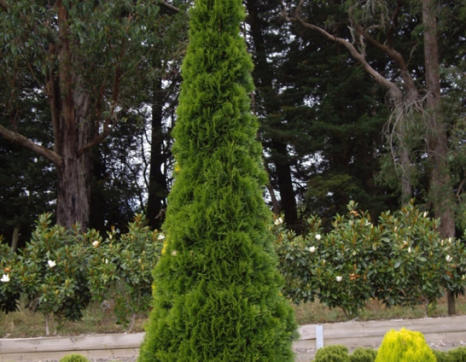 Tuia Emerald