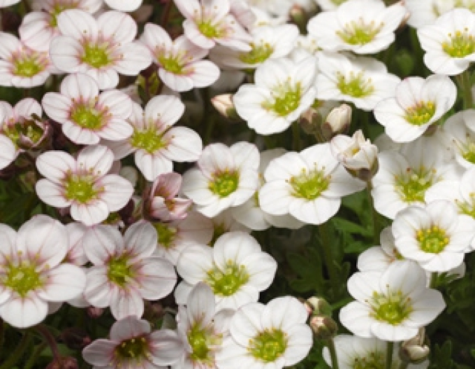 Saxifraga lofts ´Blush´