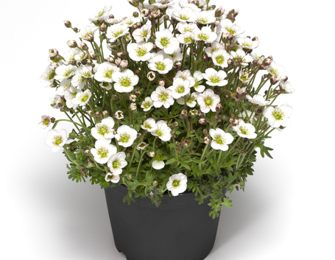 Saxifraga lofts ´Blush´