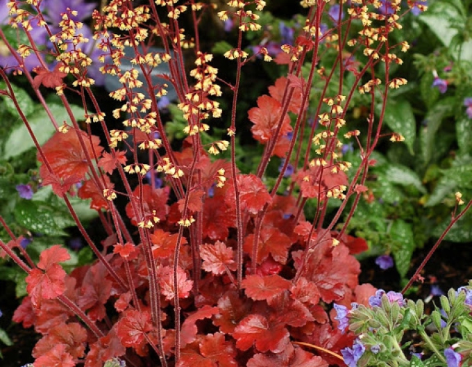 Heuchera hibridă ´ROOT BEER´