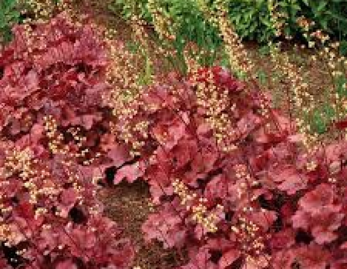 Heuchera hibridă ´ROOT BEER´
