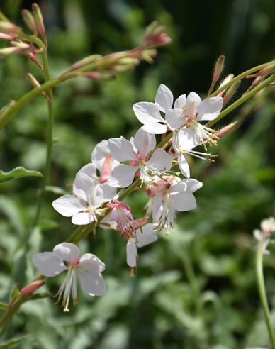 Gaura ʹVârtej de fluturiʹ