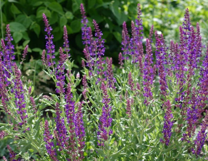 Salvia ´Rosa Königin´