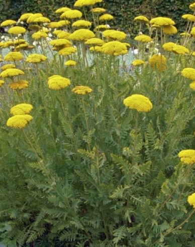 Coada șoricelului ´Cloth of Gold´