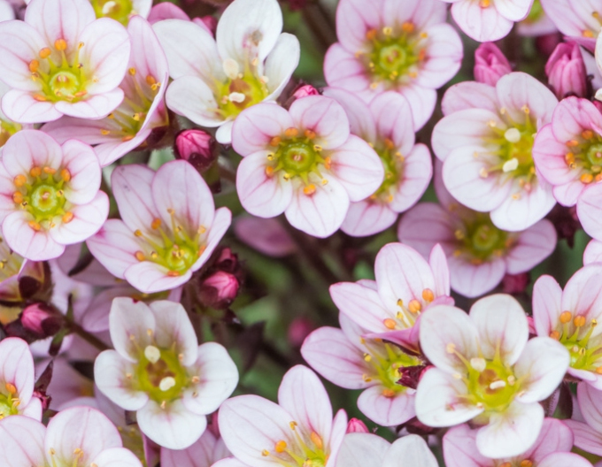 Saxifraga-Pixi Pan Appleblossom