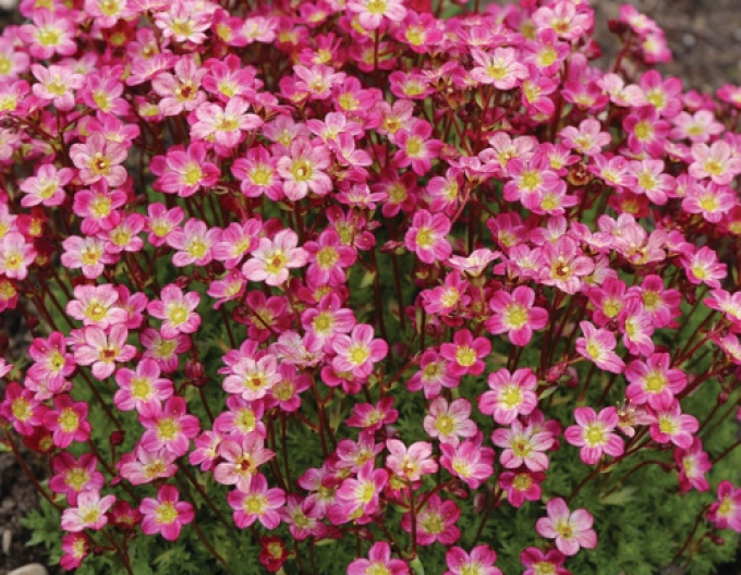 Saxifraga Pixi Pan Red