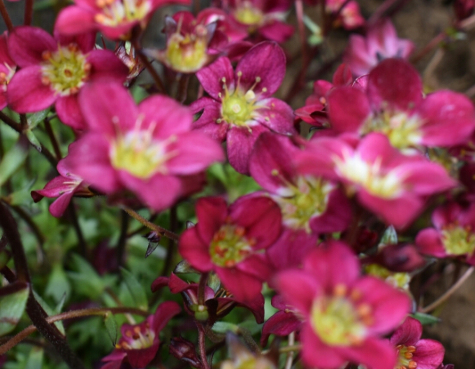 Saxifraga Pixi Pan Red