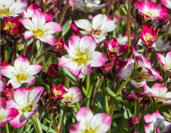 Saxifraga- Picotee Red
