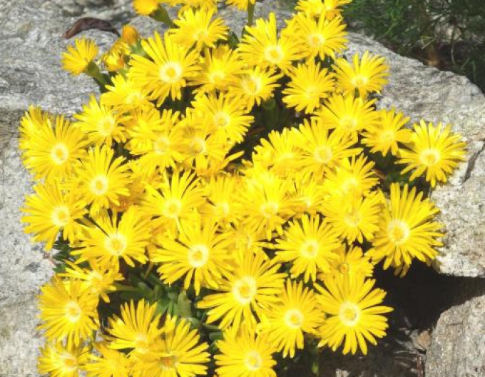 Delosperma congestum ´GALBRU´