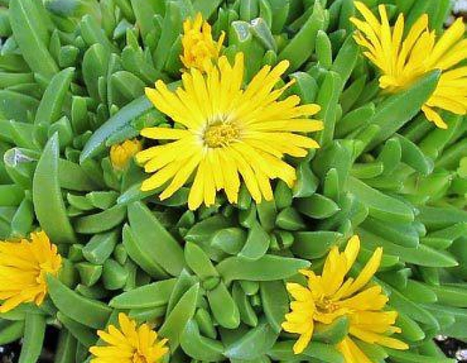 Delosperma congestum ´GALBRU´