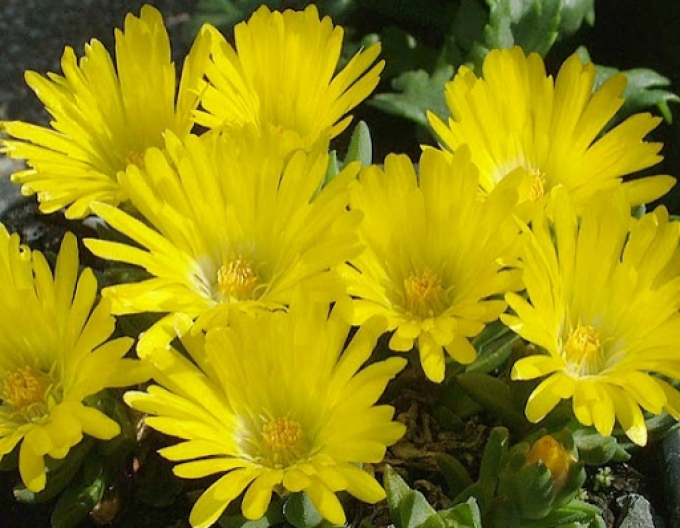 Delosperma congestum ´GALBRU´
