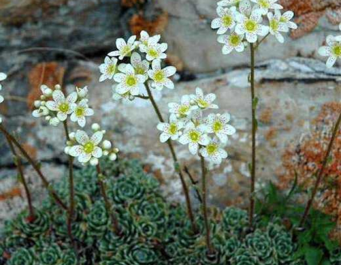 Saxifraga- ericaceae-verde