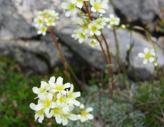 Saxifraga- ericaceae-verde