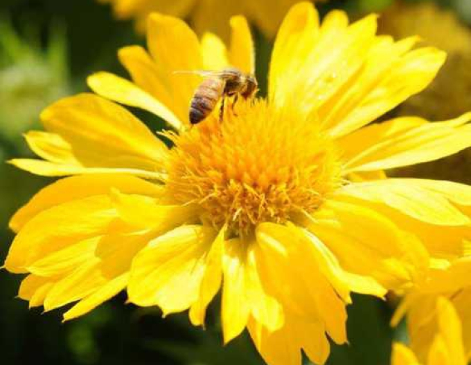 Gaillardia Messa Yellow