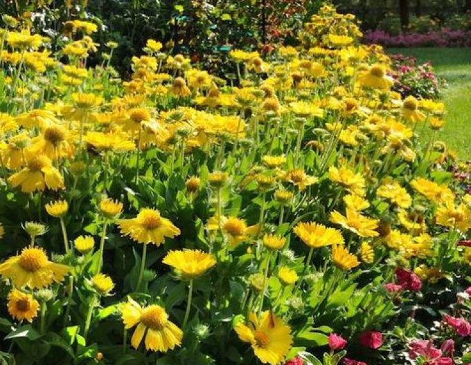 Gaillardia Messa Yellow