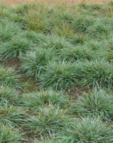 Sesleria 2l